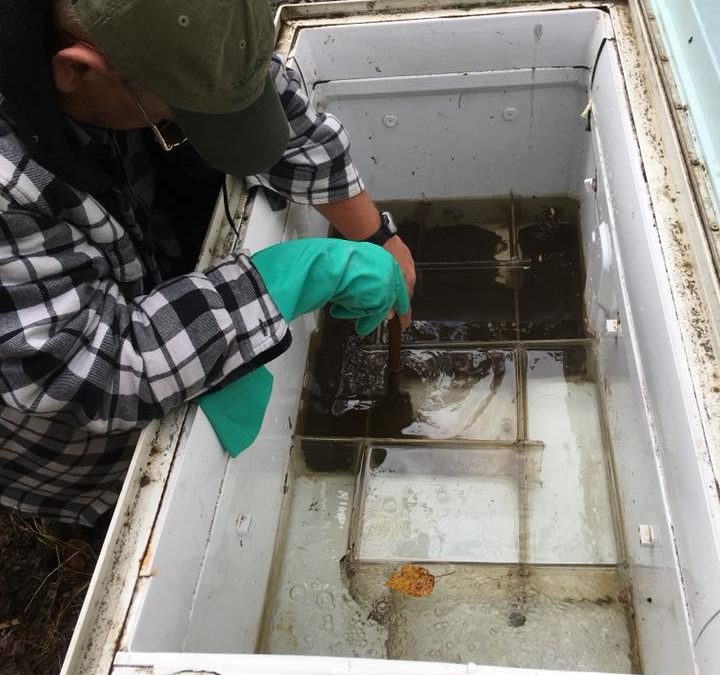 Prepping incubator boxes for eyed brown trout eggs that will arrive sometime in November