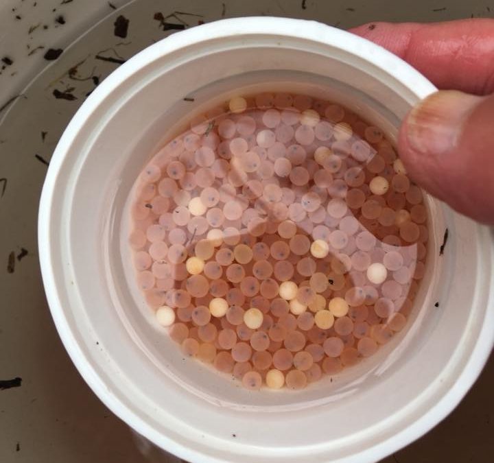 Eyed brown trout eggs being loaded in incubator boxes around the watershed