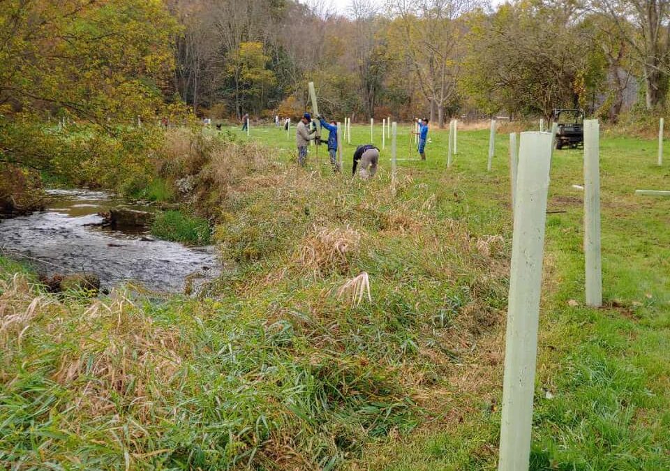 Trees for Trout!