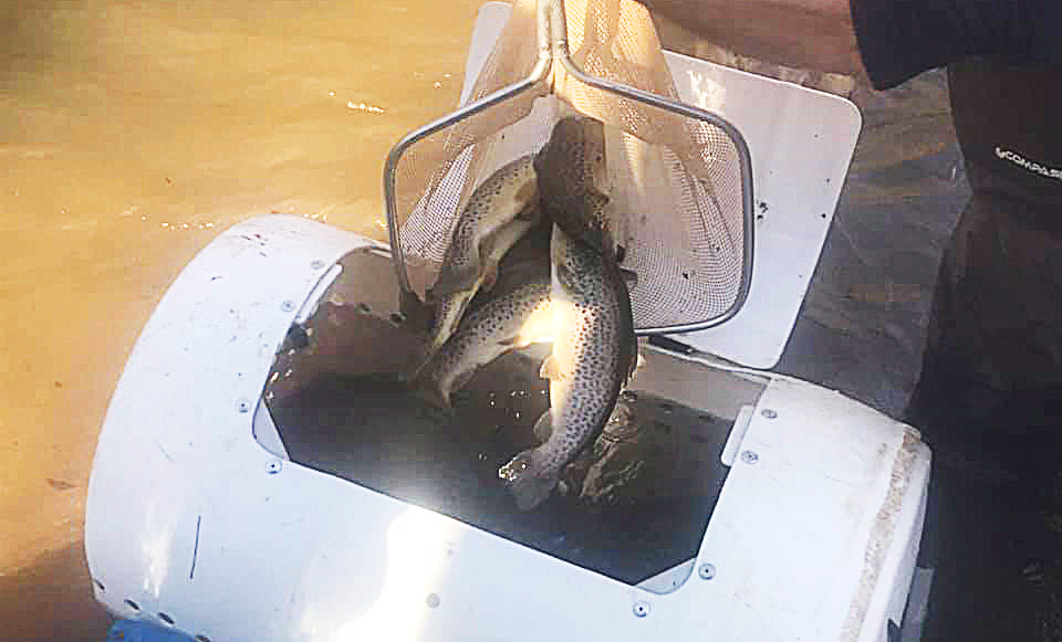 Fall Trout Stocking